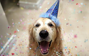 adult golden retriever with blue party hat